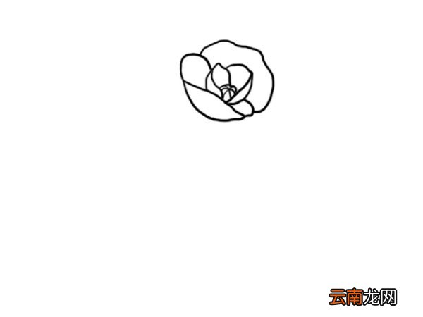 罂栗花简笔画 罂栗花怎么画