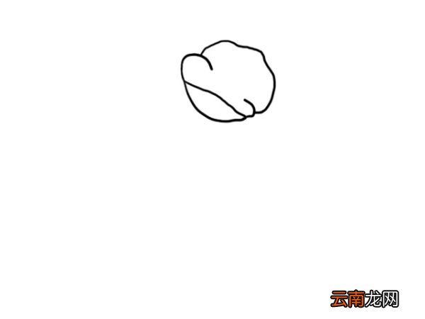 罂栗花简笔画 罂栗花怎么画