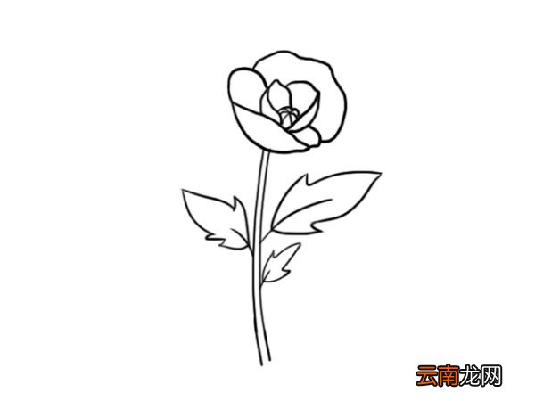 罂栗花简笔画 罂栗花怎么画