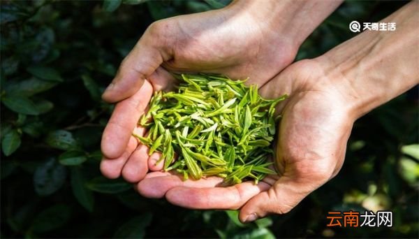 中国四大名茶是哪四种 中国四大名茶是指的哪四种