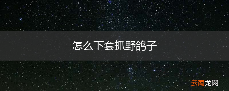 怎么下套抓野鸽子