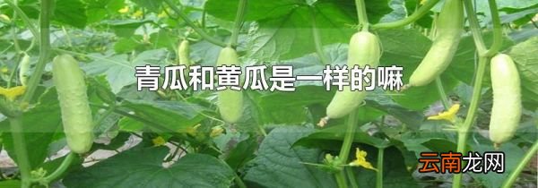 青瓜和黄瓜是一样的嘛