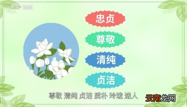 茉莉花花语 茉莉花的花语有哪些