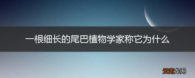 一根细长的尾巴植物学家称它为什么