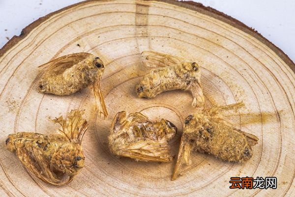 雄蚕蛾的功效与作用，雄蚕蛾的好处