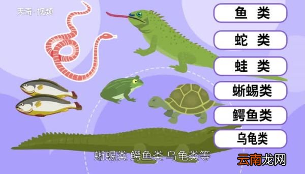 冷血动物有哪些 常见的冷血动物