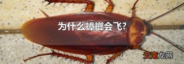 为什么蟑螂会飞?
