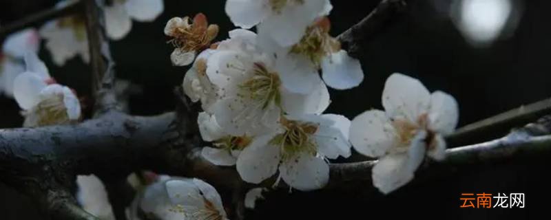 梅花晚上会闭合吗