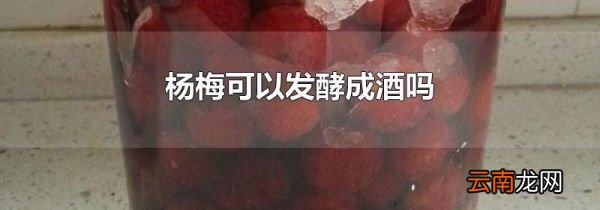 杨梅可以发酵成酒吗