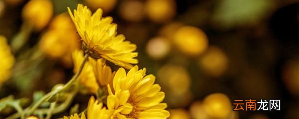 宁可枝头抱香死不曾吹落北风中的意思是什么 宁可枝头抱香死