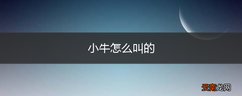 小牛怎么叫的