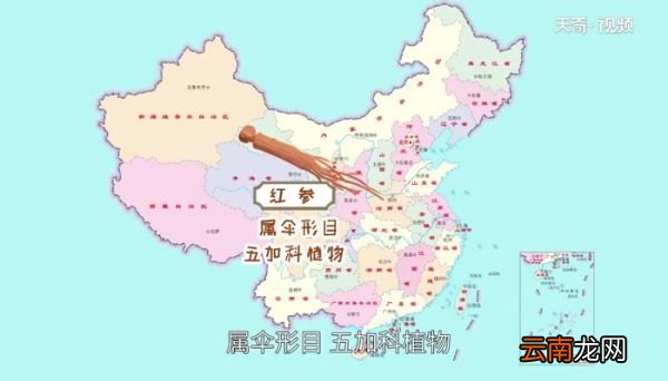 红参的功效与作用 红参的功效与作用是什么