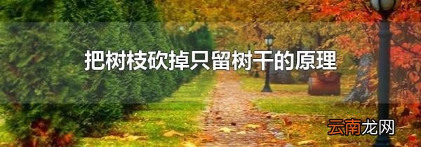 把树枝砍掉只留树干的原理