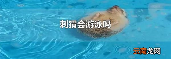 刺猬会游泳吗
