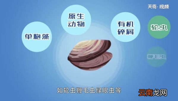 河蚌吃什么 河蚌怎么养