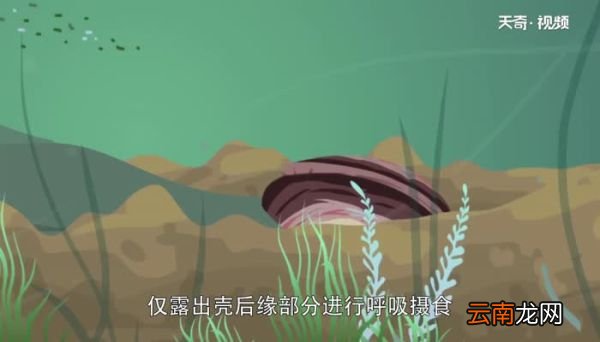 河蚌吃什么 河蚌怎么养