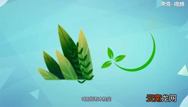 为什么黑色的花很少见 黑色的花为什么很少见