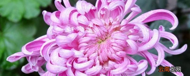 龙爪菊在冬天开花是好兆头吗