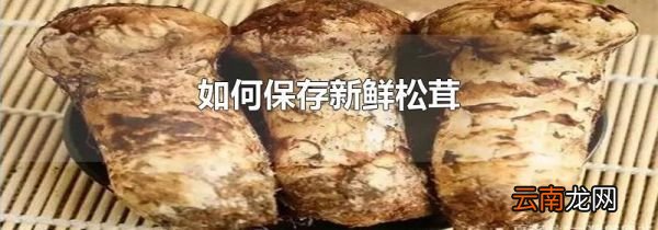 如何保存新鲜松茸