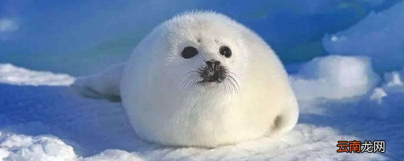 小海豹是什么