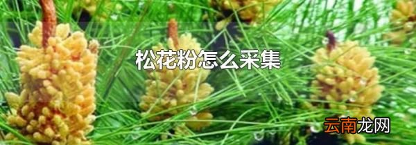松花粉怎么采集