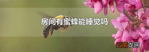 房间有蜜蜂能睡觉吗