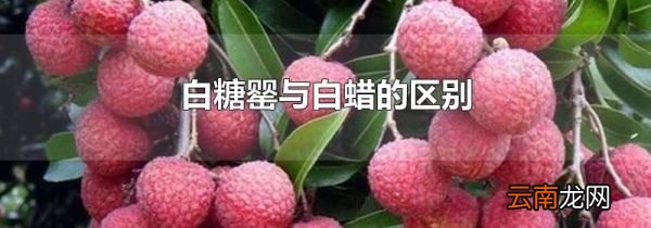白糖罂与白蜡的区别