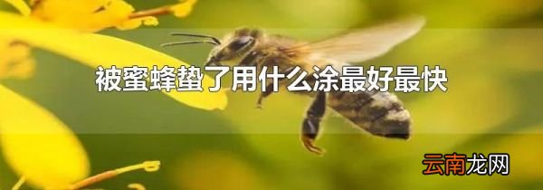 被蜜蜂蛰了用什么涂最好最快