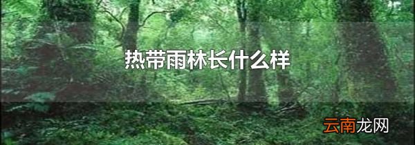 热带雨林长什么样
