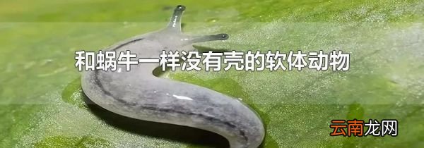 和蜗牛一样没有壳的软体动物