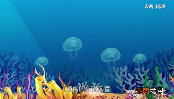 海蜇是水母吗 怎么区分海蜇和水母