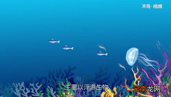 海蜇是水母吗 怎么区分海蜇和水母