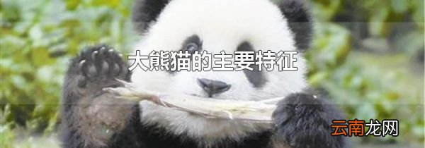 大熊猫的主要特征