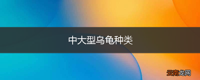 中大型乌龟种类