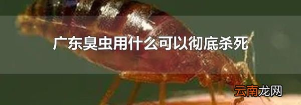 广东臭虫用什么可以彻底杀死
