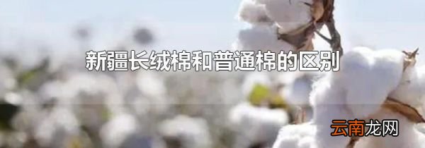 新疆长绒棉和普通棉的区别