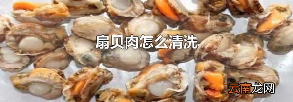 扇贝肉怎么清洗