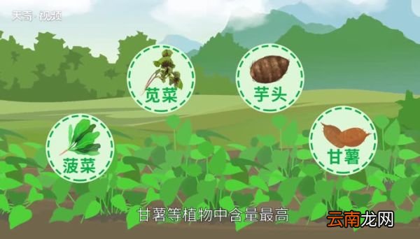 草酸的作用 草酸的用途有哪些