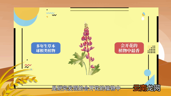 风信子的花语 风信子的花语是什么