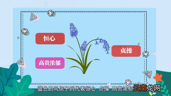风信子的花语 风信子的花语是什么