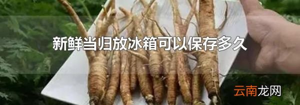 新鲜当归放冰箱可以保存多久