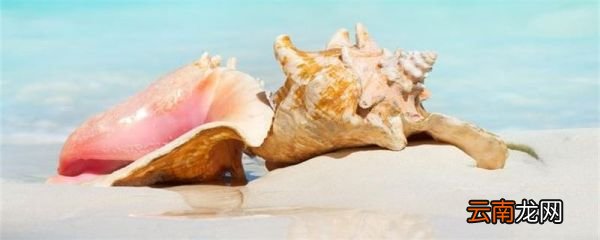 海螺怎么煮 海螺怎样煮