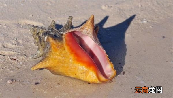 海螺怎么煮 海螺怎样煮