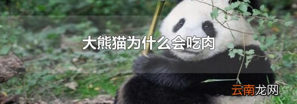 大熊猫为什么会吃肉