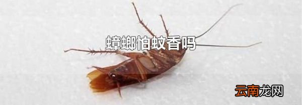 蟑螂怕蚊香吗