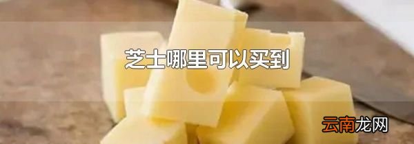 芝士哪里可以买到