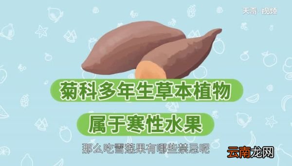 吃雪莲果的禁忌 雪莲果的属性