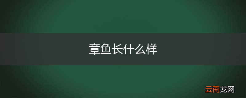 章鱼长什么样