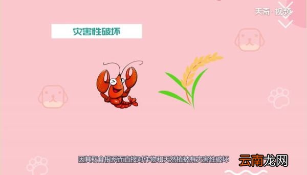 小龙虾什么时候进入中国小龙虾进入中国的时间