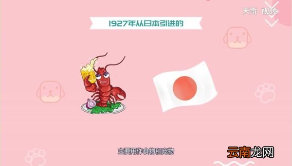 小龙虾什么时候进入中国小龙虾进入中国的时间